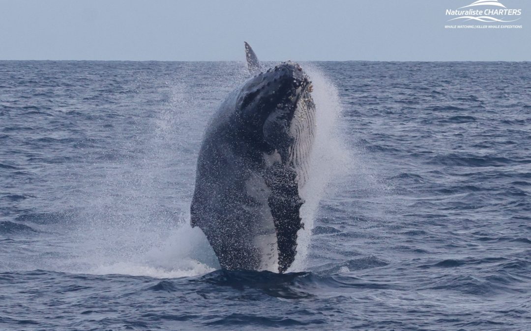 Breaching Humpbacks Steal the Show: 08.06.24 Afternoon Tour